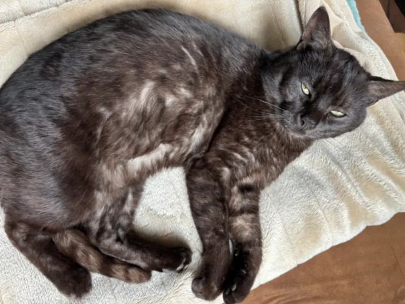 Merlin, Suhl
