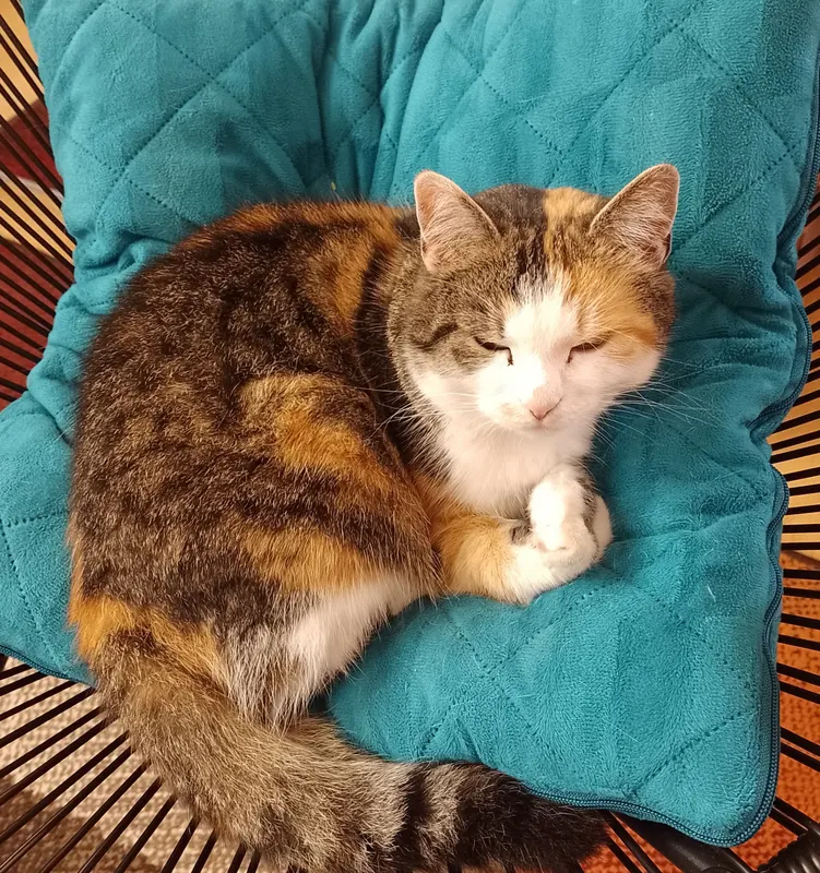Nala, Suhl