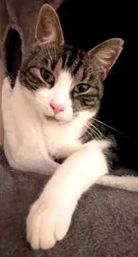 Milow, Jütrichau