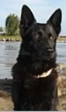 Negro, Neubrandenburg