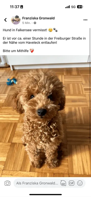Benji, Falkensee