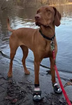 Ronja, Rostock