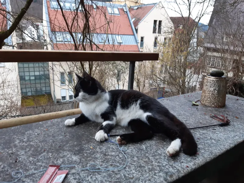 Fiddi, Horb am Neckar