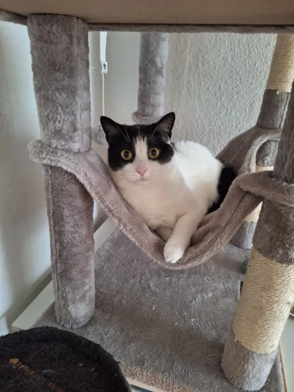 Kitty, Minden
