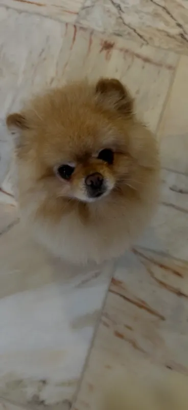 Simba, Minden