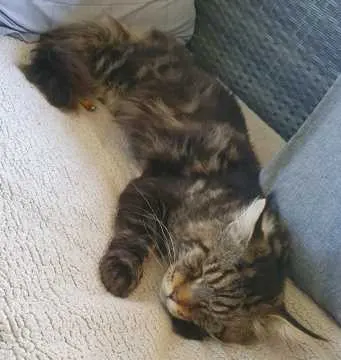 Findus, Weeze