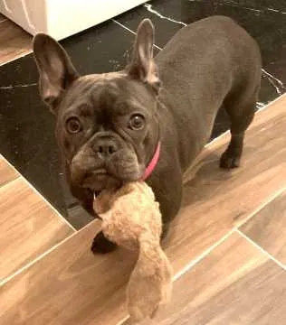 Bella, Wesseling