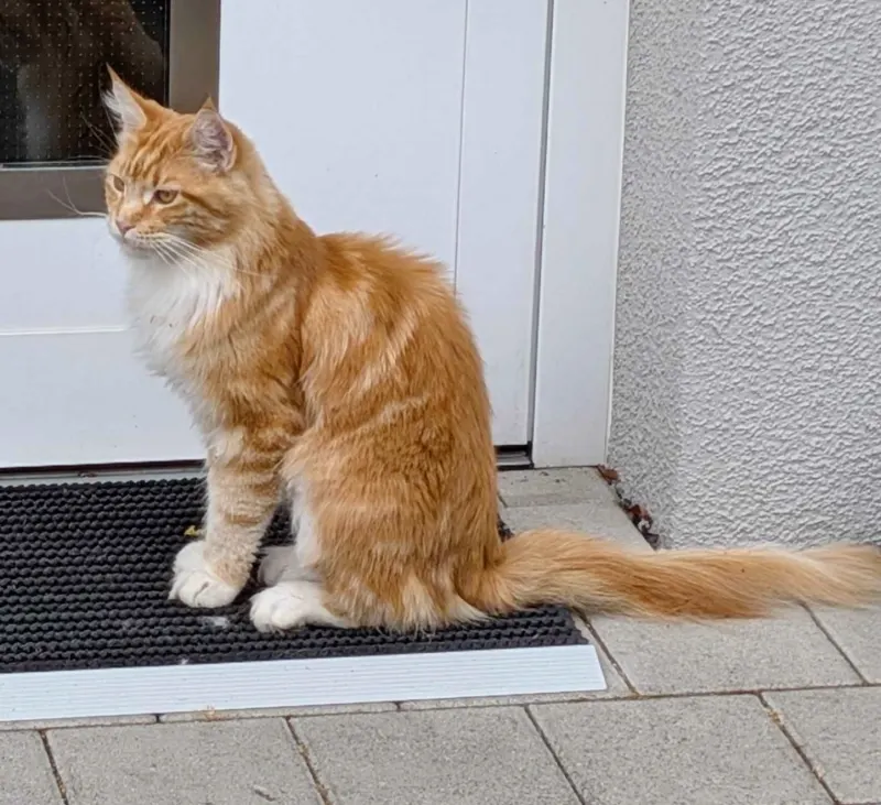 Simba, Schwäbisch Hall