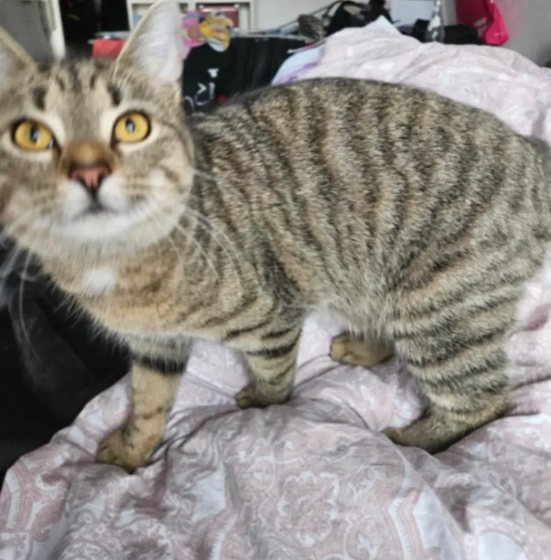 Nala, Schwäbisch Hall
