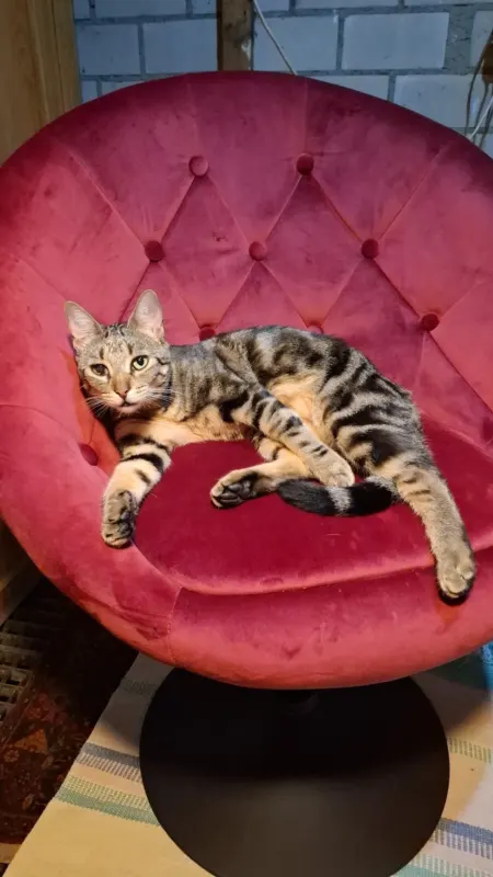 Minnie, Heidelberg