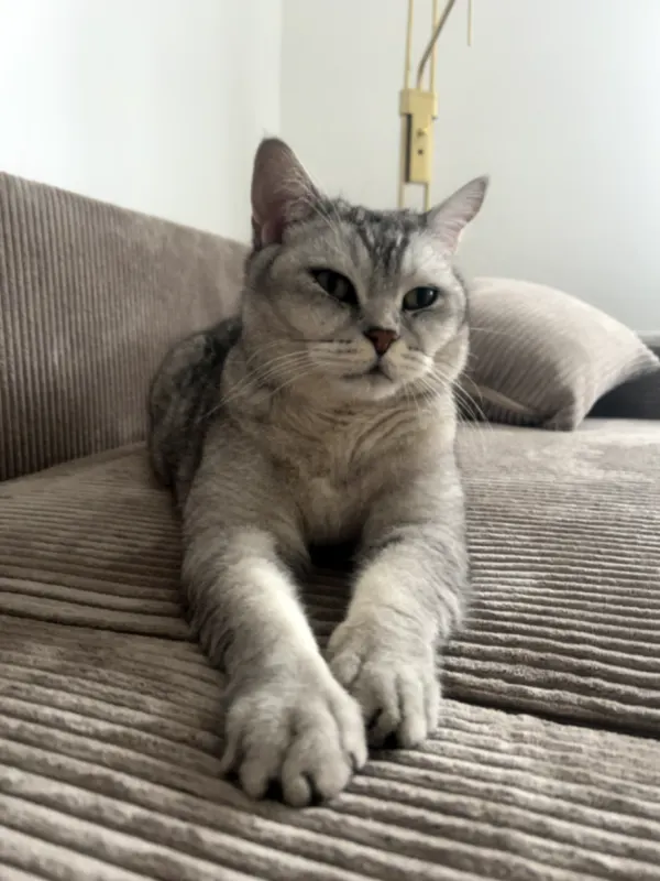 Mischa, Schwalmstadt