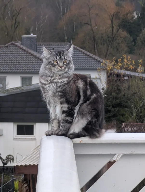 Felix, Schwalmstadt