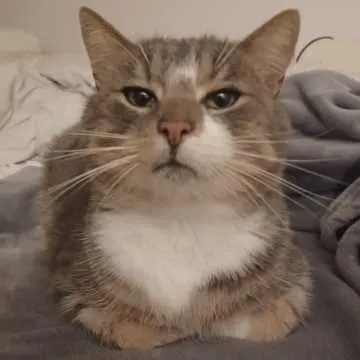 Findi Findus, Süsel