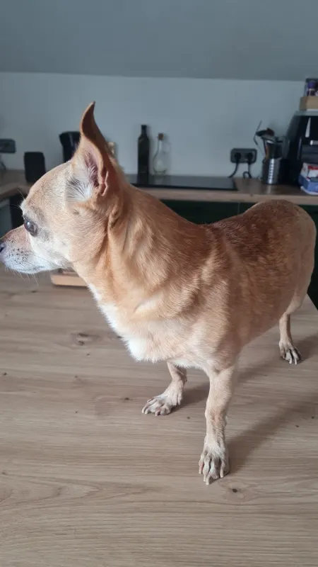 Perro, Frankenthal