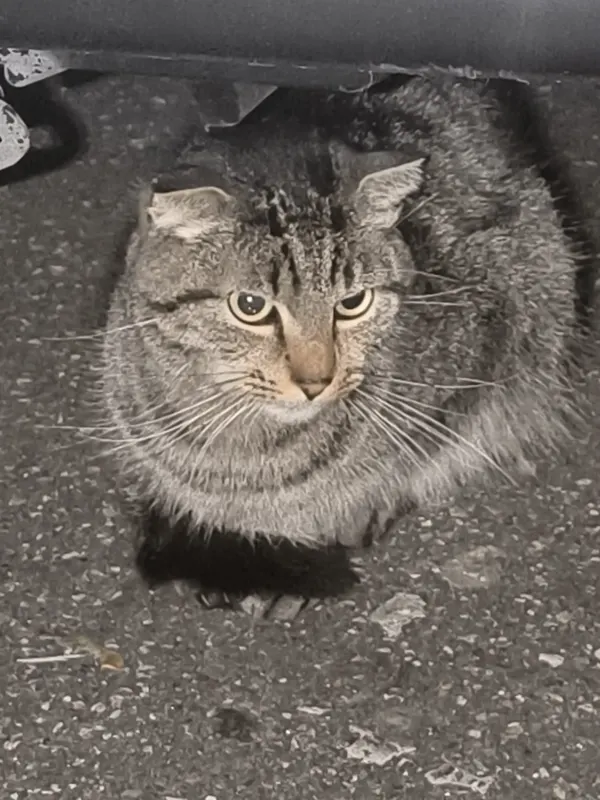Ich fand die katze, Karlsruhe