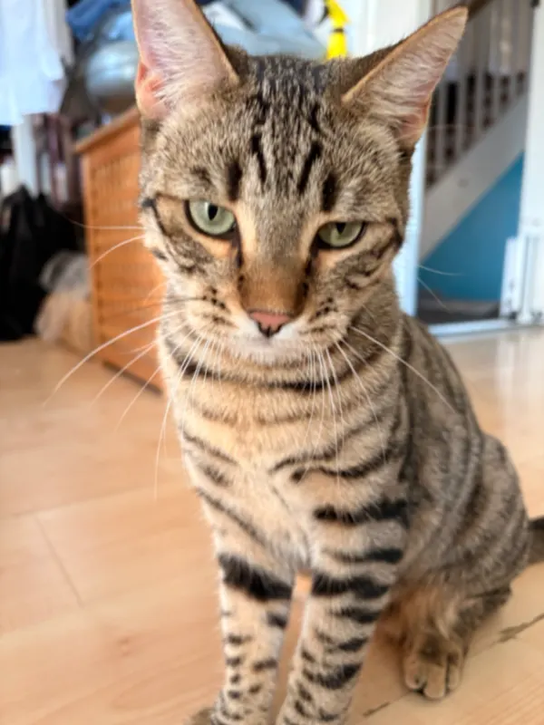 Nala, Rheinstetten