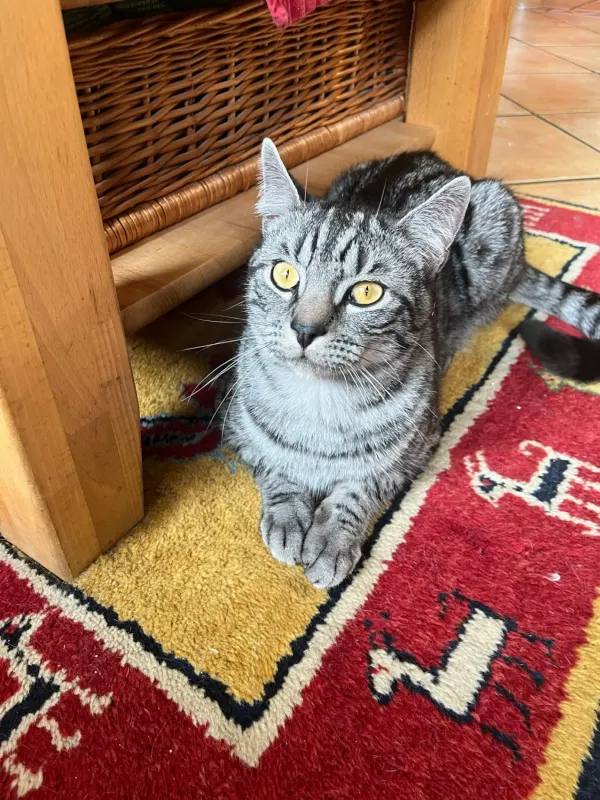 Simba, Grefrath