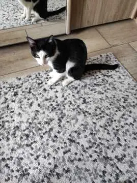 Sammy, Delligsen