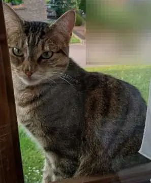 Findus, Wadern