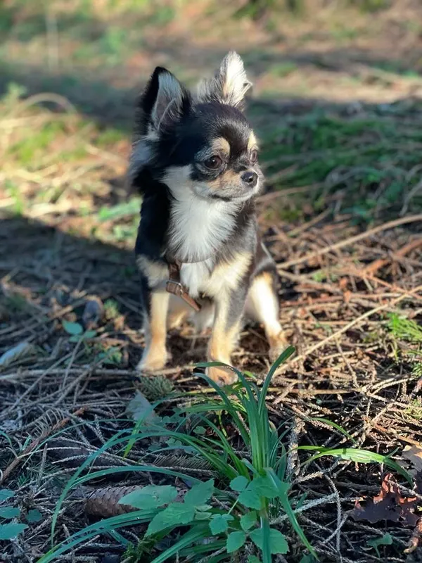 Elvis, Senden