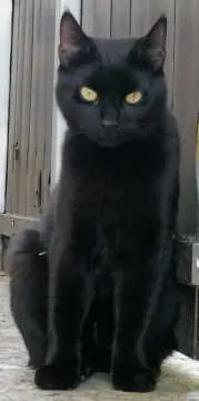 Loki, Edersleben