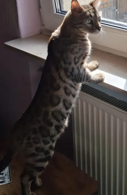 Freddy, Dieburg