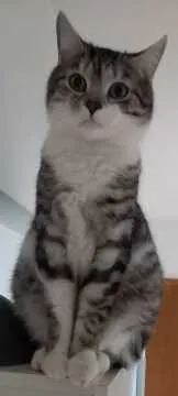 Simba, Kelheim