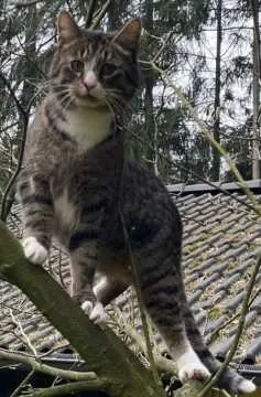 Teddy, Dötlingen