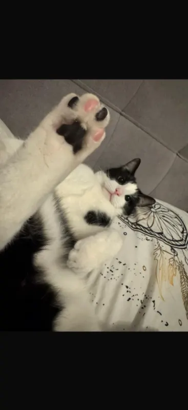 Milo, Rostock