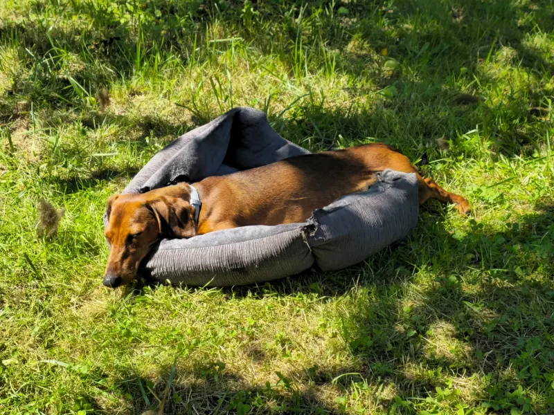 Ruffy, Rostock