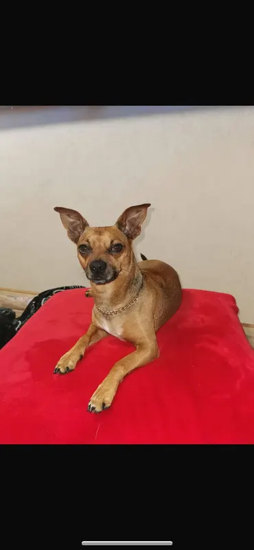 Scooby, Rostock