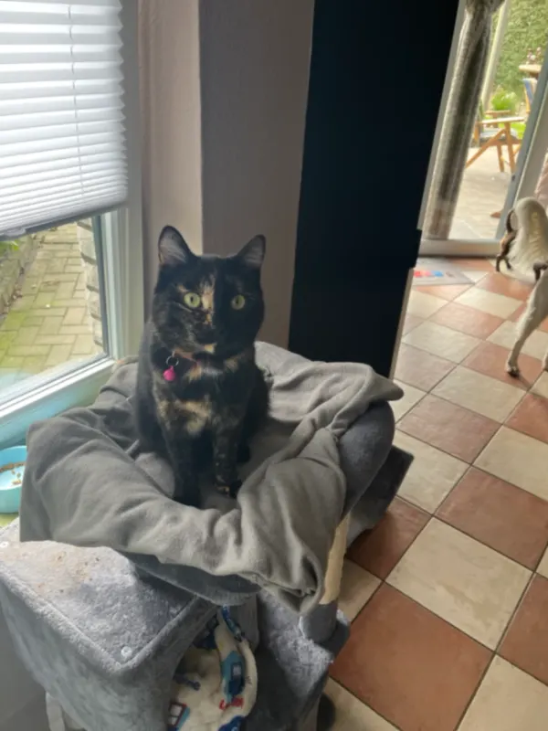 Nala, Ahaus