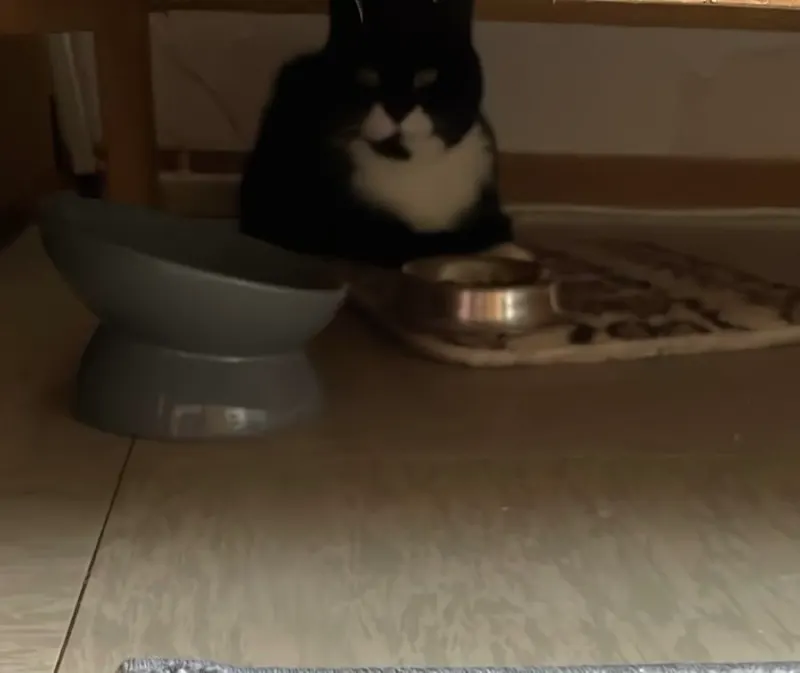Tommi, Ahaus