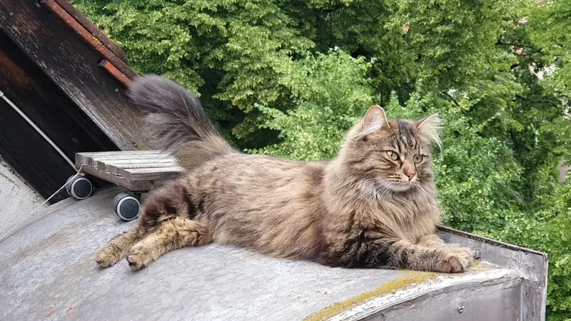 Layna, Weingarten