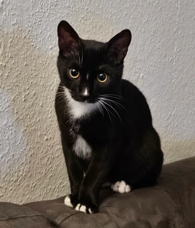 Manni oder Katerchen, Ottobrunn bei München