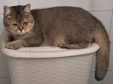 Simba, Seevetal
