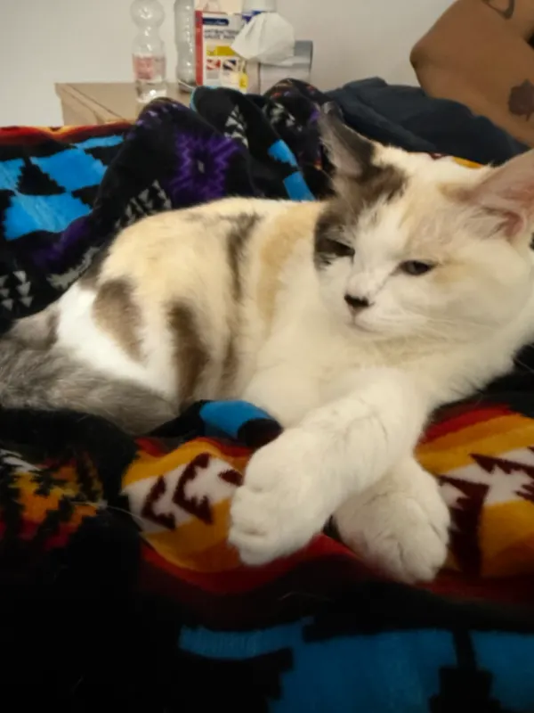Fiona, Taunusstein