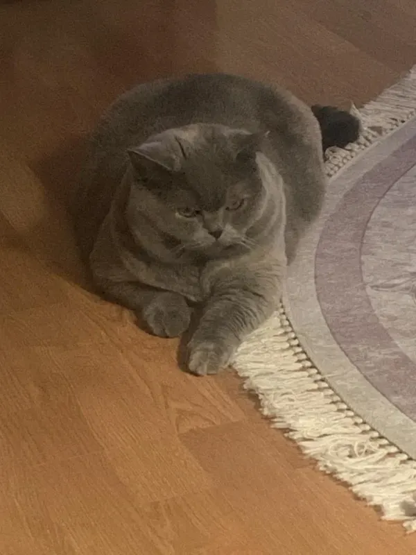 Fiona, Überlingen