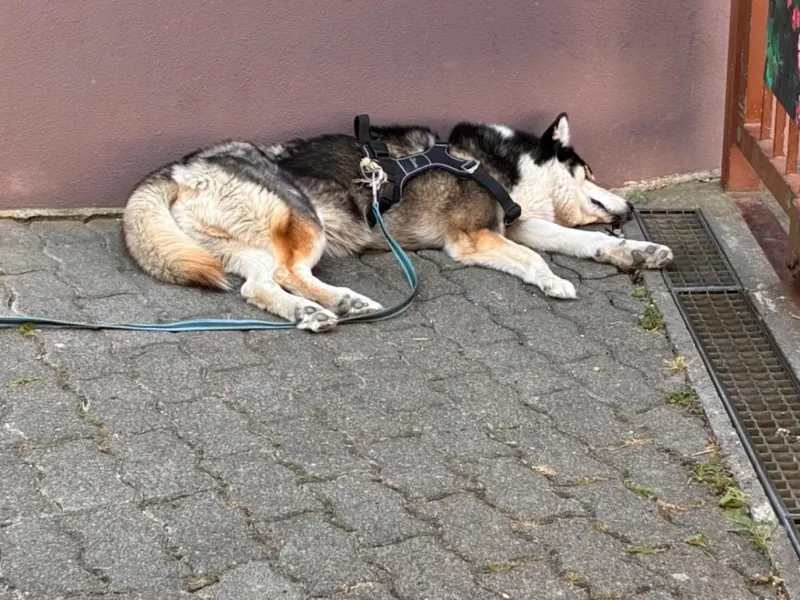 Osmo, Überlingen