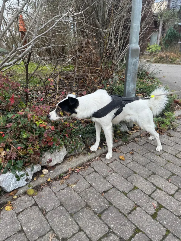 Micki, Petershausen-West