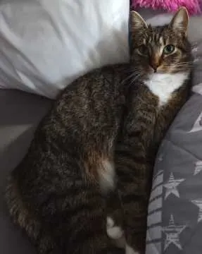 Simba, Sömmerda