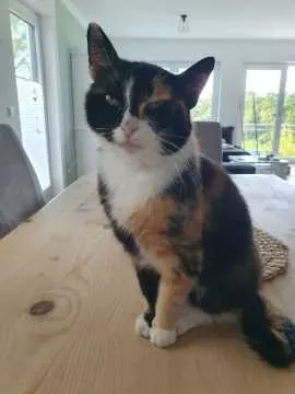 Betzy, Hürth