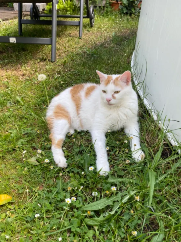 Fynn, Schifferstadt