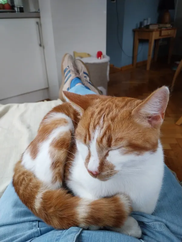 Purzel, Rastede