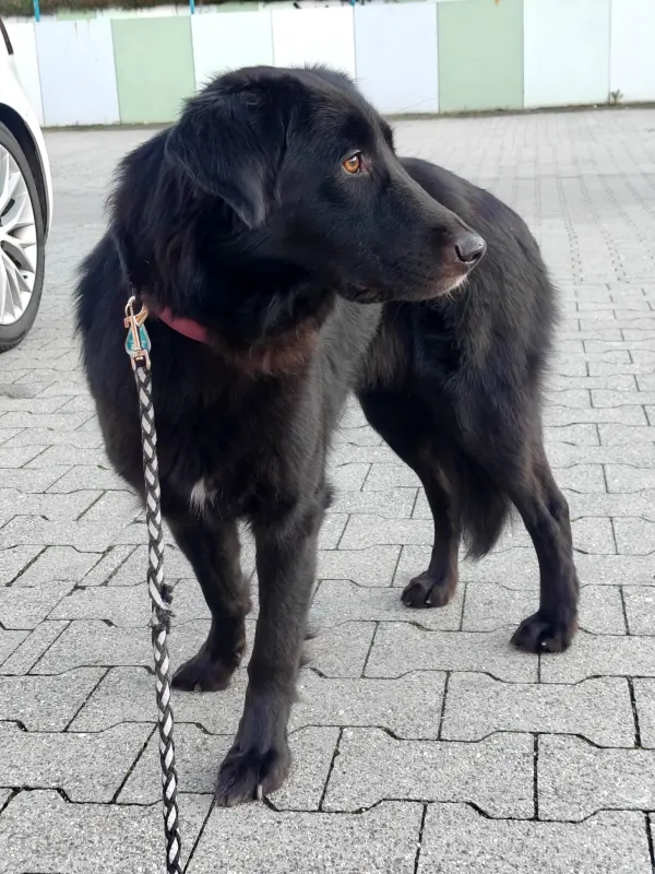 Rosi, Gera