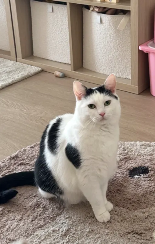 Visenna, Pinneberg