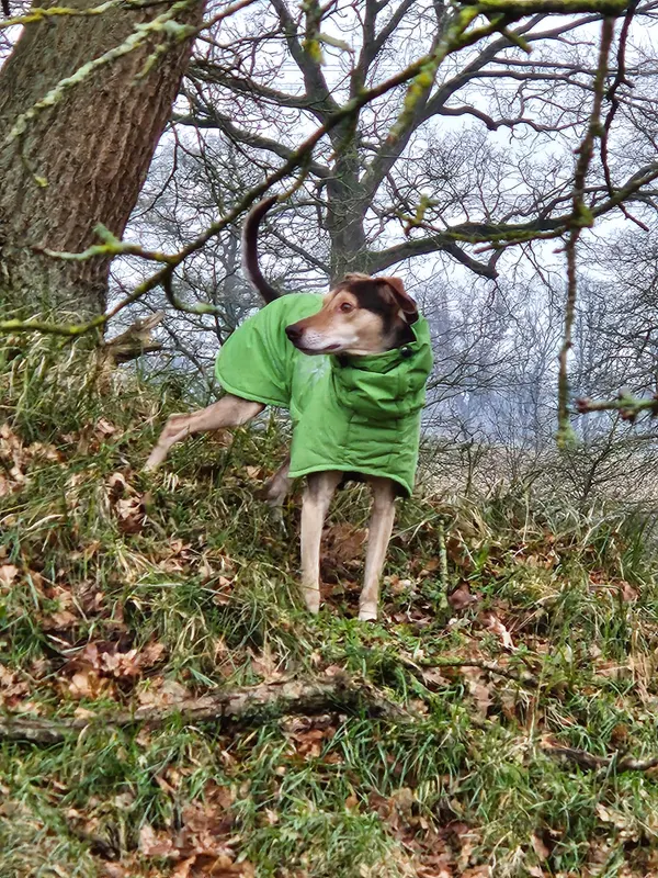 Emil. Ist nicht mein Hund, Uetersen