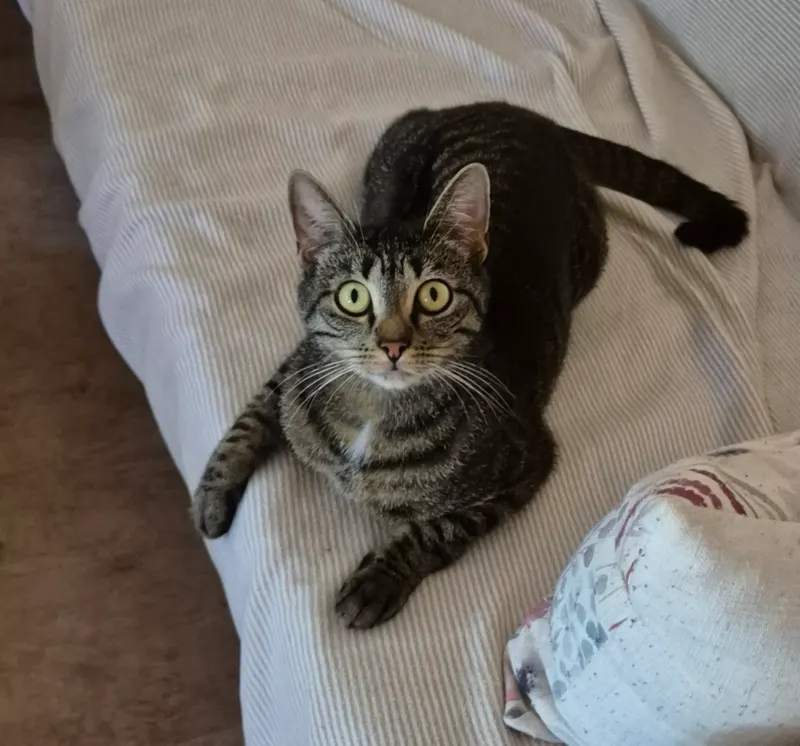 Mila, Bad Nauheim