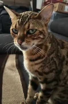 Leo, Kürten