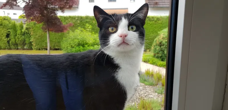 Benni, Landshut